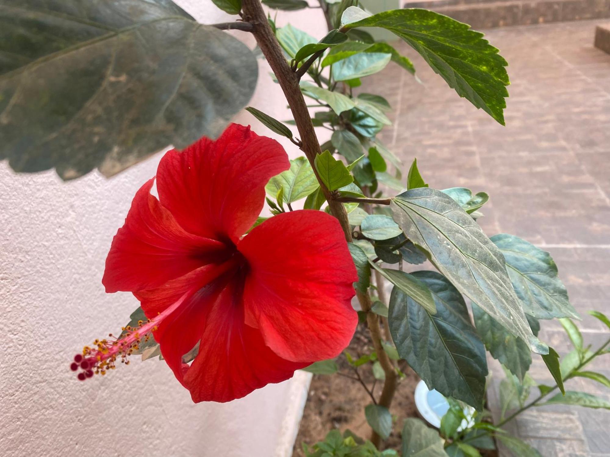 Riad Tania Mozaik Taroudant Bagian luar foto